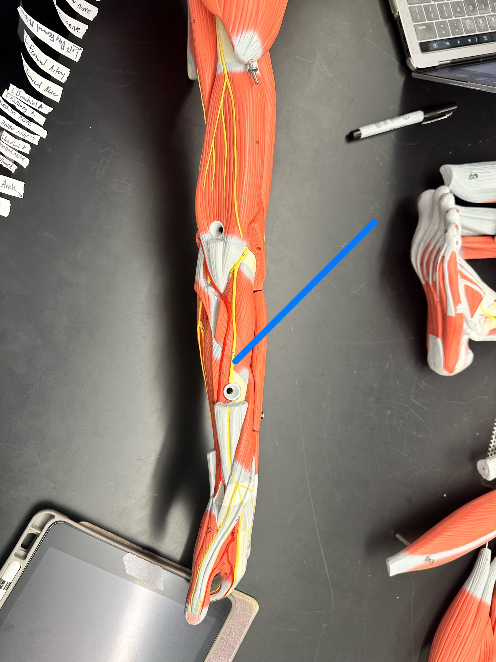 <p>ID nerve</p>