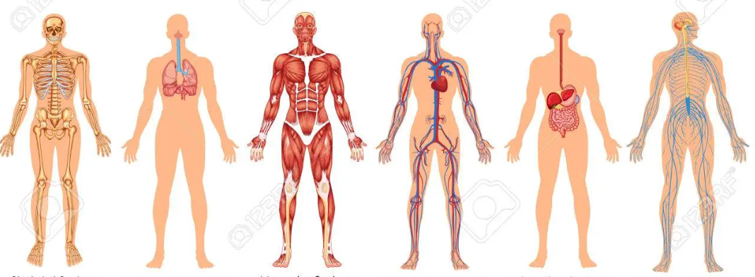 <p>a group of organs that work together to perform a certain job</p>