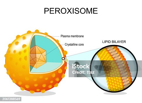 <p><strong>Peroxisomes</strong></p>