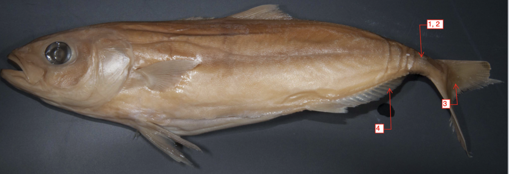 <p>!</p><p>phylum</p><p>subphylum</p><p>superclass</p><p>class</p><p>subclass</p><p>infraclass</p><p>order</p><p>family</p>