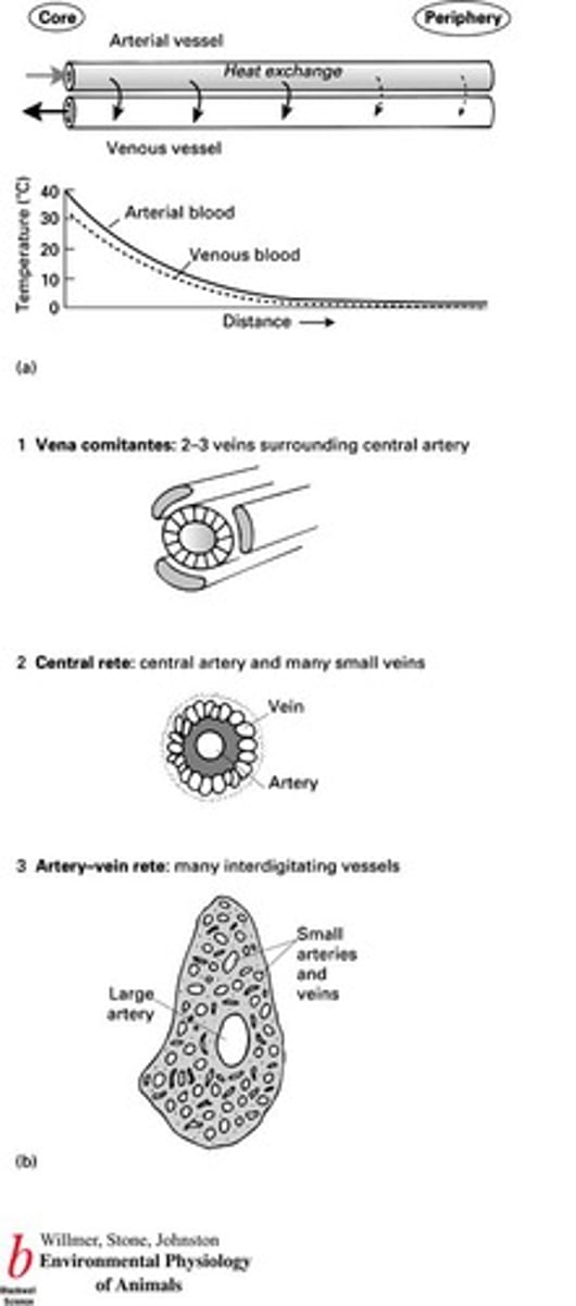 <p>It serves as the venous pathway that carries cool blood back to the core, facilitating heat exchange with the warm artery.</p>