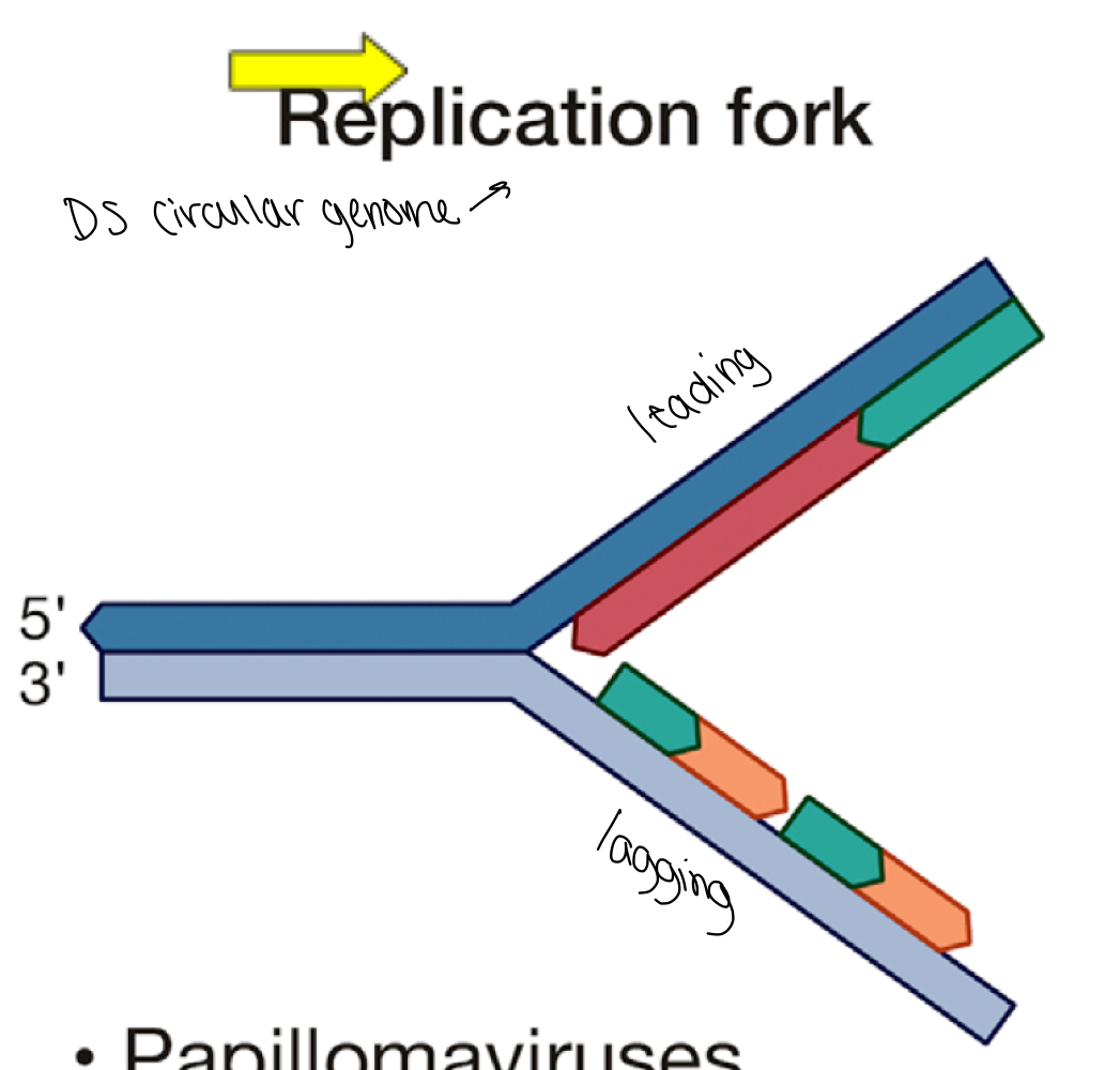 <p>Ds circular genome (DNA)</p>