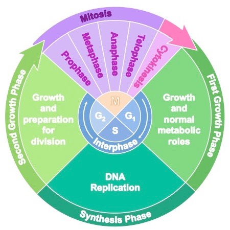 <p>G1 <strong>→</strong> S <strong>→</strong> G2 <strong>→</strong> Mitosis <strong>→</strong> Cytokinesis</p>