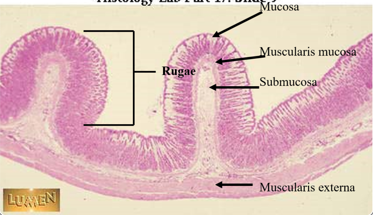 <p>this from the</p>