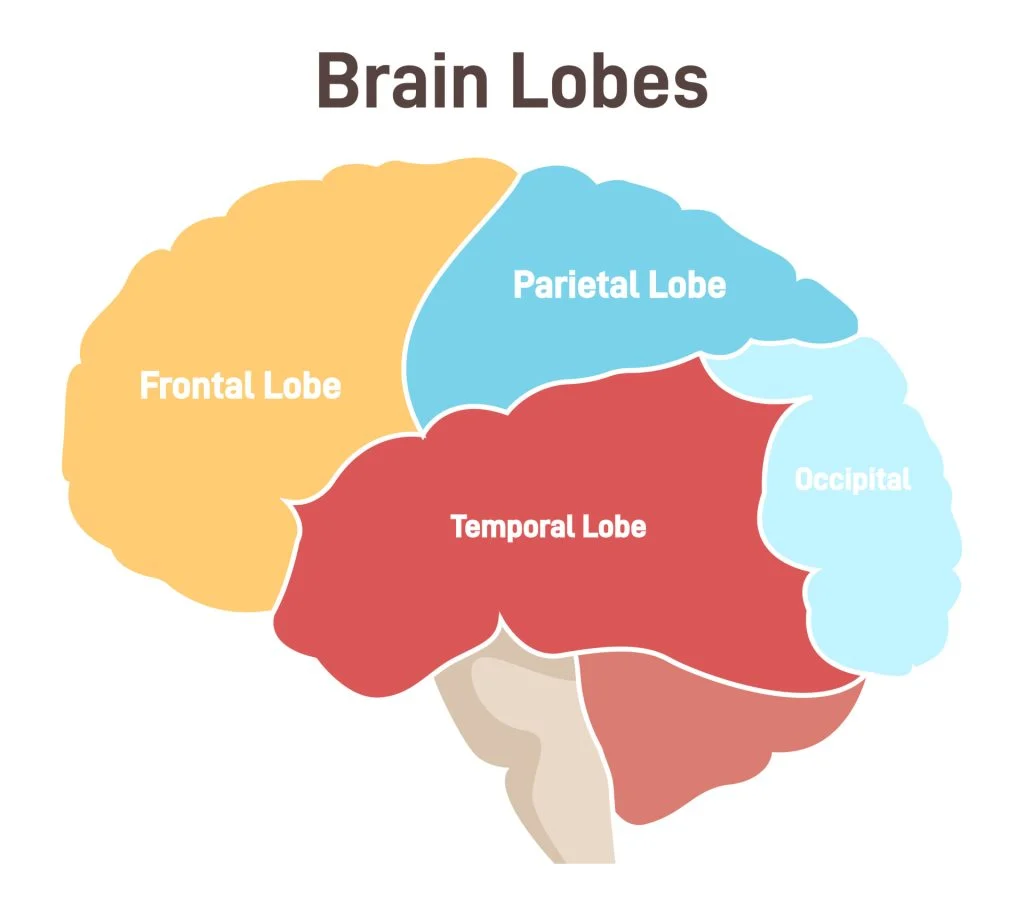 <p>Frontal lobe, Parential lobe, Occipital lobe, Temporal lobe</p>