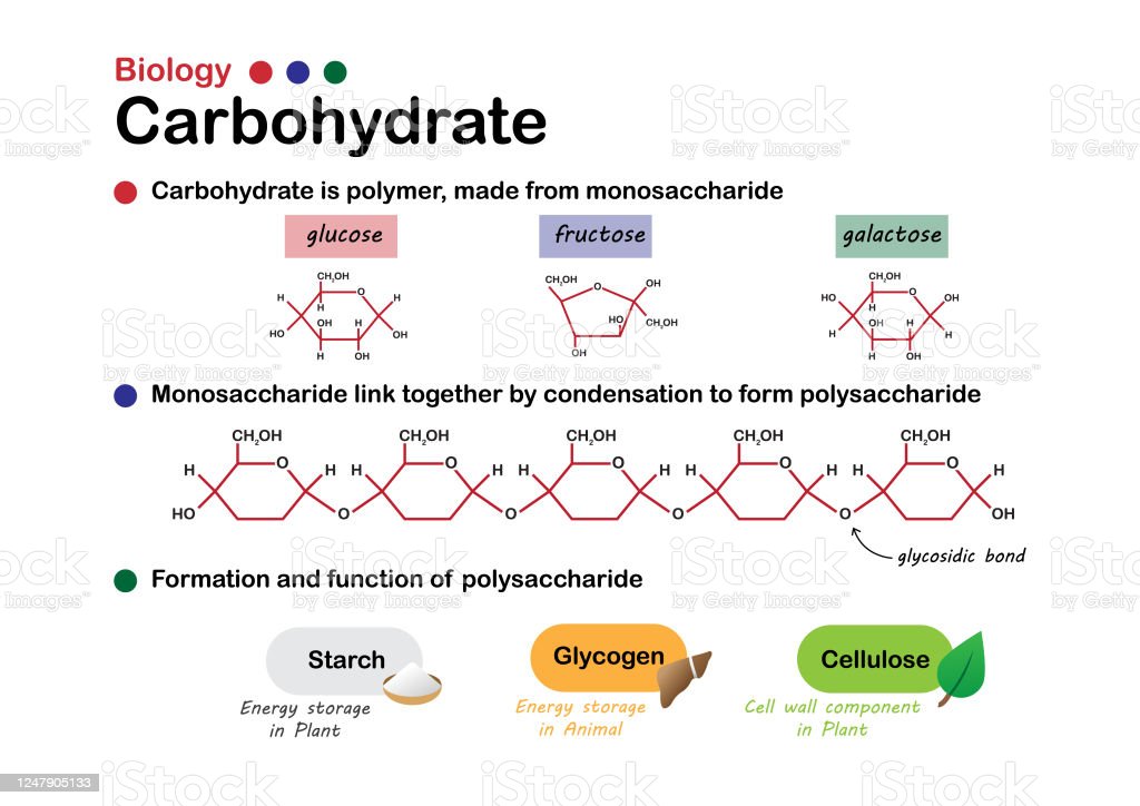 <p>macromolecule including monosaccharides, disaccharides, and polysaccharides; serve as fuel and building material</p>