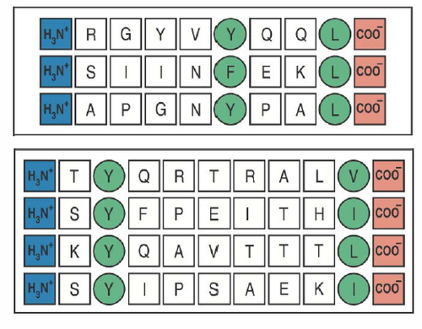 <p>those amino acids in a peptide sequence that are actually responsible for binding to a particular MHC isotype. They dont need to be identical but they are related</p><p>for example if the antigen is of the proper length and anchor residues in the correct positions ( 9 aa, and in certain positions there are large hydrophobic AAs)</p>