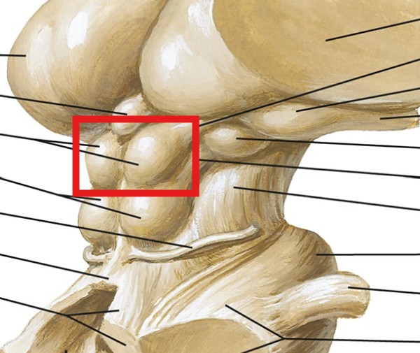 <p>Which part of the corpora quadrigemina are:</p><ul><li><p>The two superior bumps</p></li></ul><p></p>