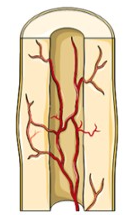 Over the weeks and months to come, the callus is remodeled with the help of osteoclasts and osteoblasts. The shape of the bones will gradually return to normal, and there will eventually be little evidence of the fracture.