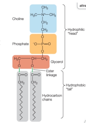 <p>They contain fatty acids bound to glycerol by ester linkages. The first or third fatty acid can be replaced by a phosphate group (contain negative electric charge), forming a hydrophilic head and hydrophobic tails. </p>