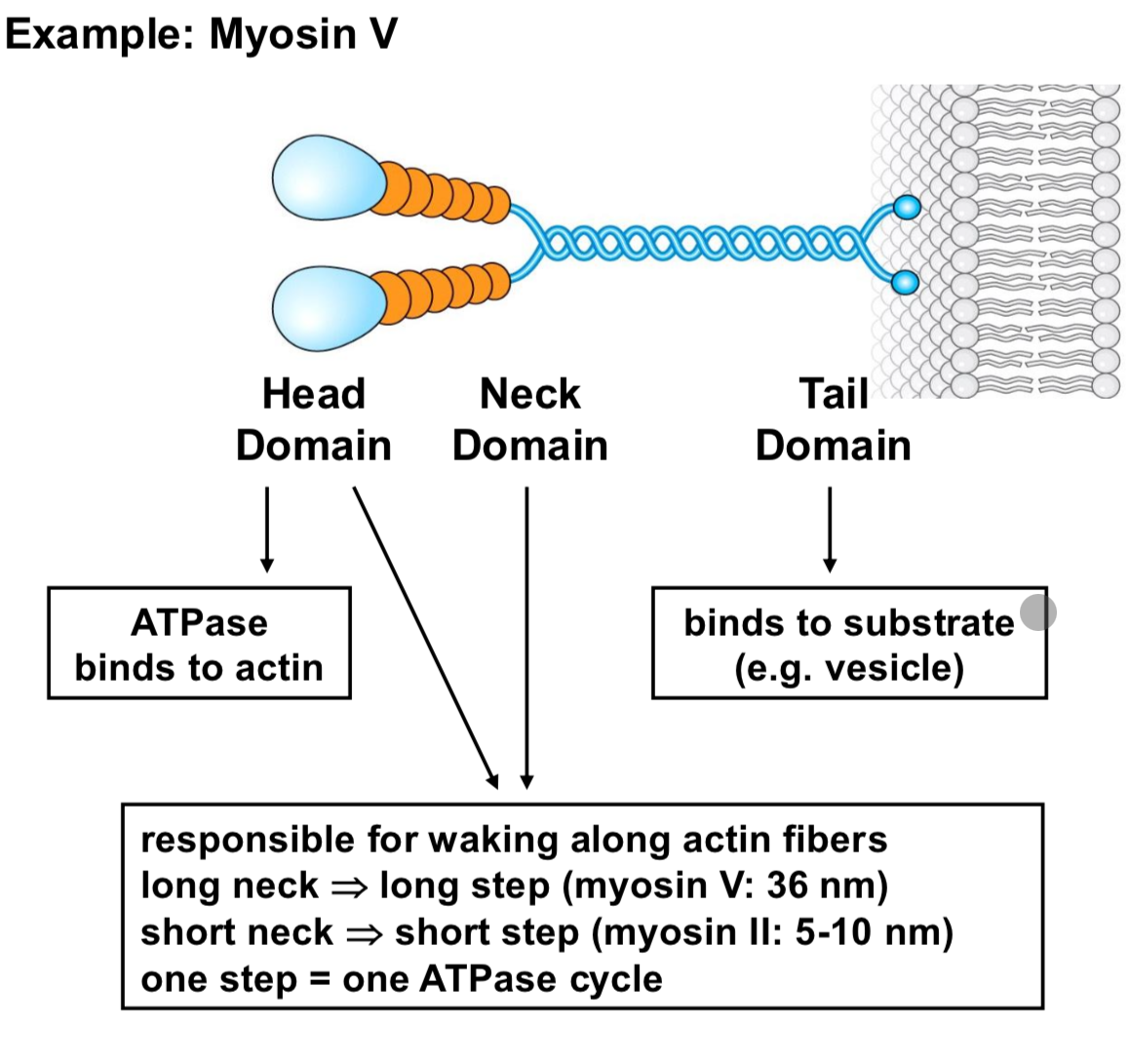 <p>Forve generating ATPases that walk along actin cables</p>
