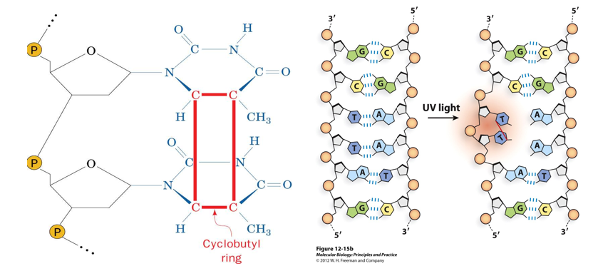 <p>DNA Damage and Mutation: </p><p>The primary problem with base damage is that altered bases form non-standard base pairs, and the damaged bases are usually <u>not</u> obstacles for the_________. However,_________ (or nucleotide mis-incorporation) does not automatically result in mutation. DNA replication using the __________or__________base as a template is necessary to establish the mutation in the DNA strand. If the damage is repaired prior to replication, or in some cases after only one round of replication, no mutation will result.</p><p class="MsoNormal">Bulky DNA lesions including pyrimidine______, large base________, and strand_______block DNA replication. If left unrepaired, they will kill the cell outright. Repair processes can actually bring about structural mutation in these cases, most often through recombination errors.</p>