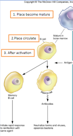 <p>-bone marrow</p><p>-circulate in blood and can settle in lymphoid organs</p><p>-plasma cells and produce antibodies</p><p>-humoral immunity: antibody-mediated immunity</p>