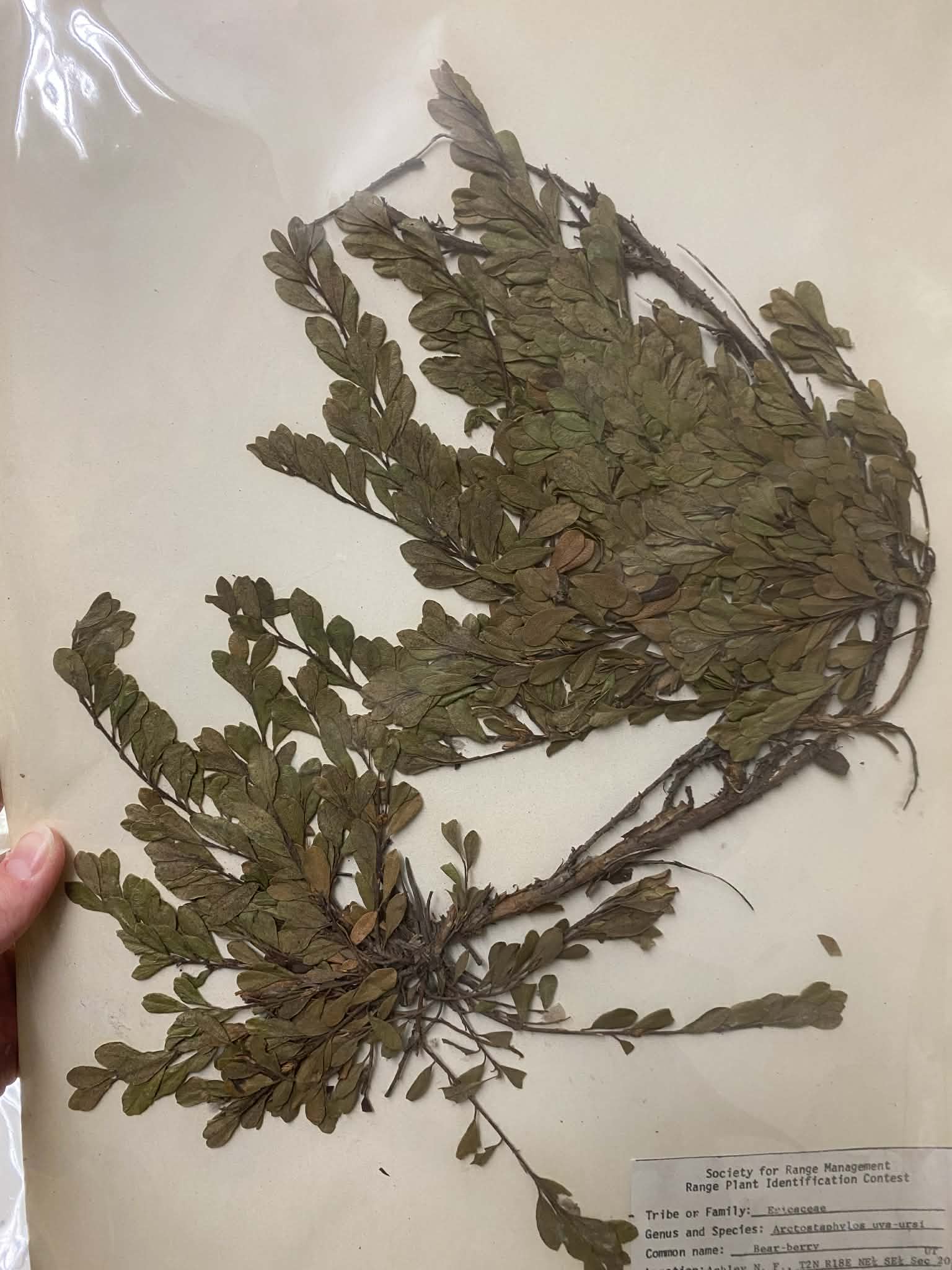 <p>Ericaceae, P, N, Arctostaphylos uva-ursi, Bearberry</p>