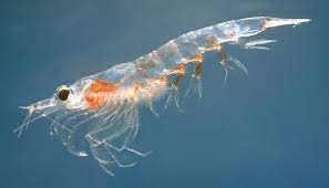 <p>small crustaceans, zooplankton, krill- light sensitive</p>