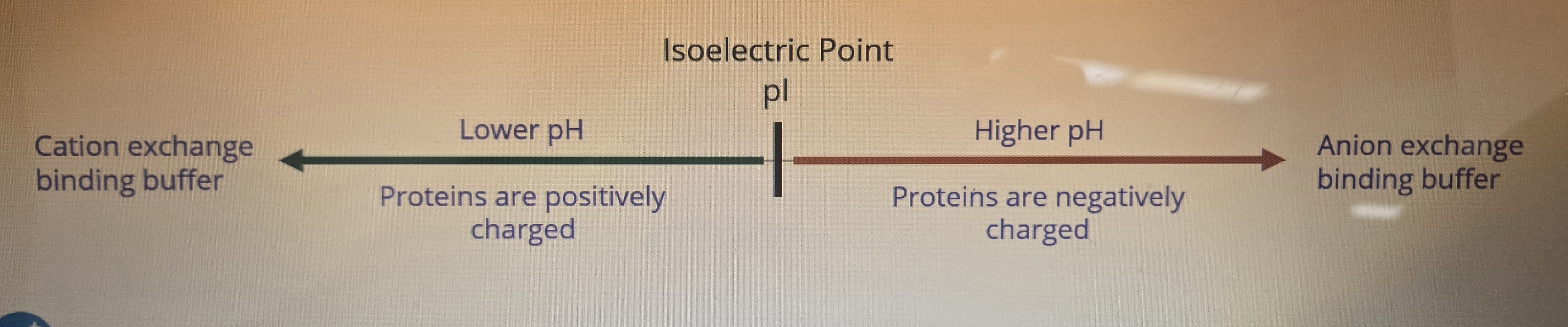 <p>Isoelectric point</p><p>Example: These compounds have a very high pI, so we would need to use a buffer with a pH greater than 11</p>