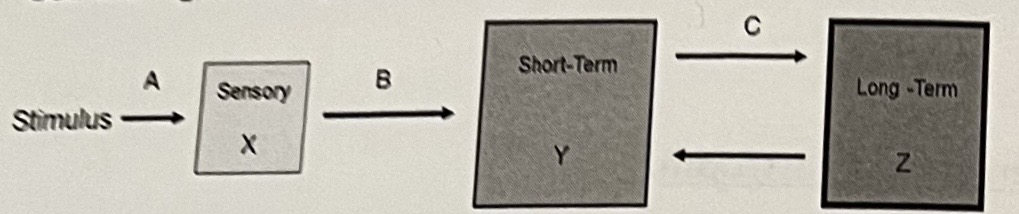 <p>You attend a lecture and focus on the presentation for the entire period. As you leave the room at the end of the 1 hour and twenty-minute period, most of the information you heard and saw during the lecture is in which of your memory compartments?</p>