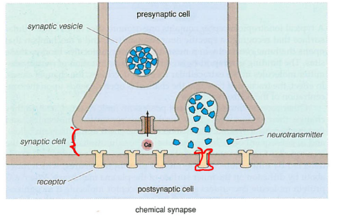 <p>neurotransmitter release occurs at specialized membrane sites located just below the synaptic ribbon</p><ul><li><p>glutamate is released from synaptic vesicles into the invagination of the photoreceptor terminal (regulated by calcium concentration)</p></li><li><p>photocurrent hyperpolarizes the cell =&gt; closes voltage-gated Calcium channels in the terminal =&gt; reduces glutamate release</p></li></ul><p></p>