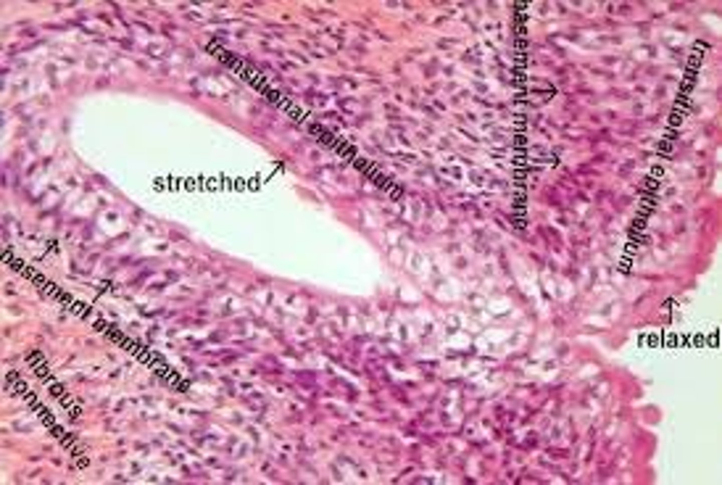 <p>Transitional epithelium can expand, allowing you time to make it to the bathroom when your bladder is full.</p>