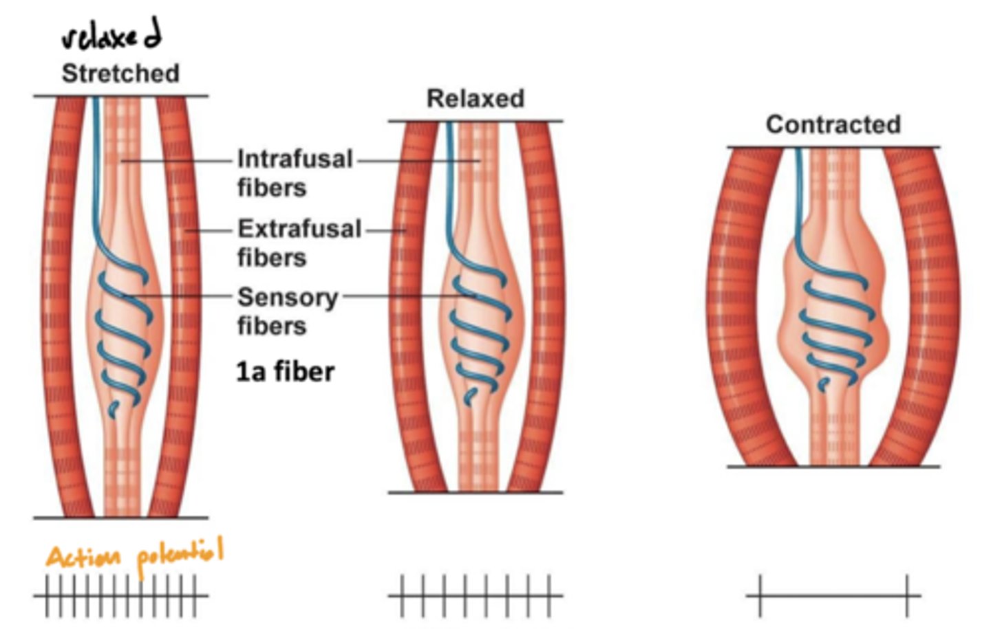 <p>extrafusal -- skeletal muscle fibers responsible for generating force and producing movement</p>