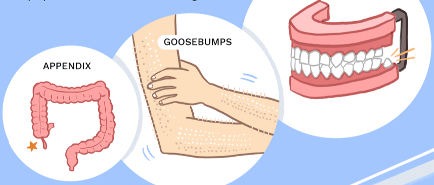 <p><span><span>anatomical features or behaviors that no longer serve their original purpose in a species' evolutionary history. These remnants provide evidence for evolution by demonstrating how certain traits have changed over time as organisms adapt to new environments or ways of life. </span></span></p>