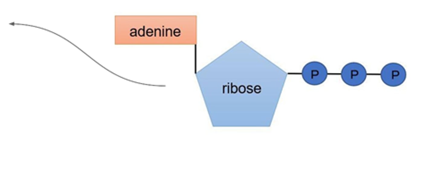 <p>nucleotide derivative of adenine.</p><p>ATP has 3 inorganic phosphate groups.</p><p>ADP has 2.</p>