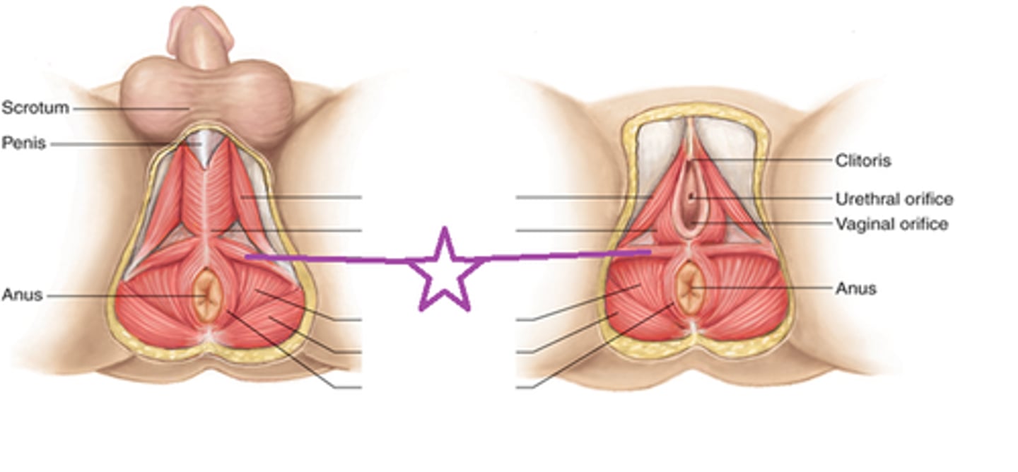 <p>Muscle stabilizing the perineal body.</p>
