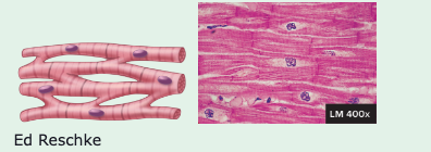 <p>striated but less muclei</p>
