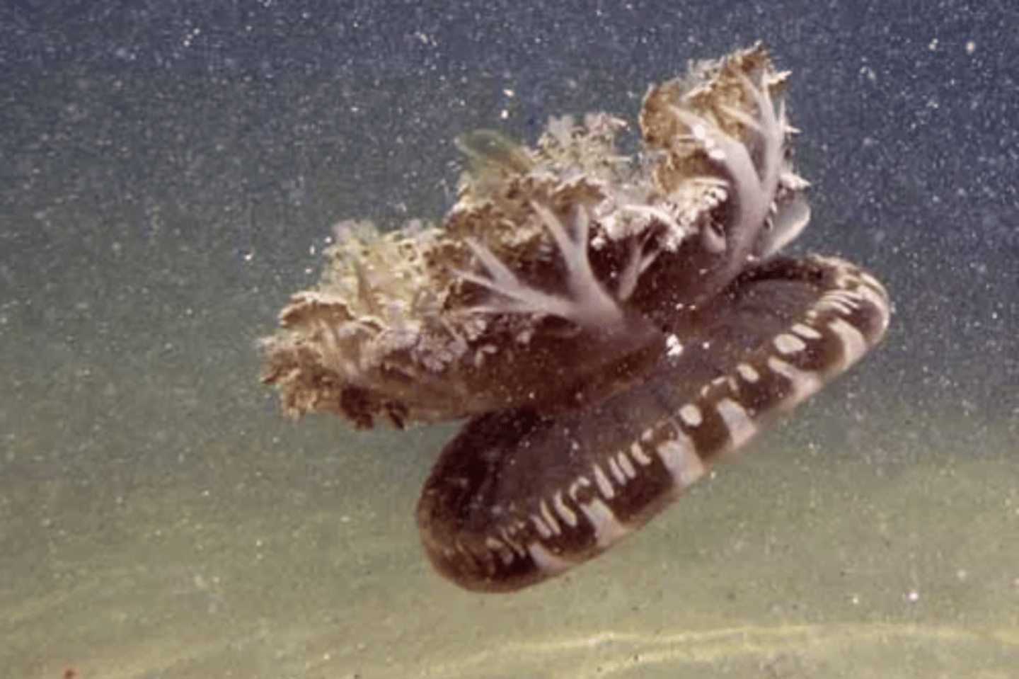 <p>Phylum: Cnidaria</p><p>Class: Scyphozoa</p><p>Common Name: Mangrove Jellyfish</p>