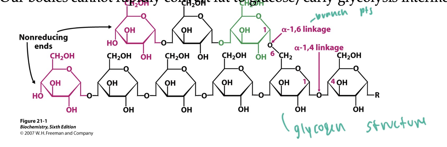 <ul><li><p>alpha(1,6) links at branch points</p></li><li><p>alpha(1,4) links within a single strand between glucose molecules</p></li></ul><p></p>