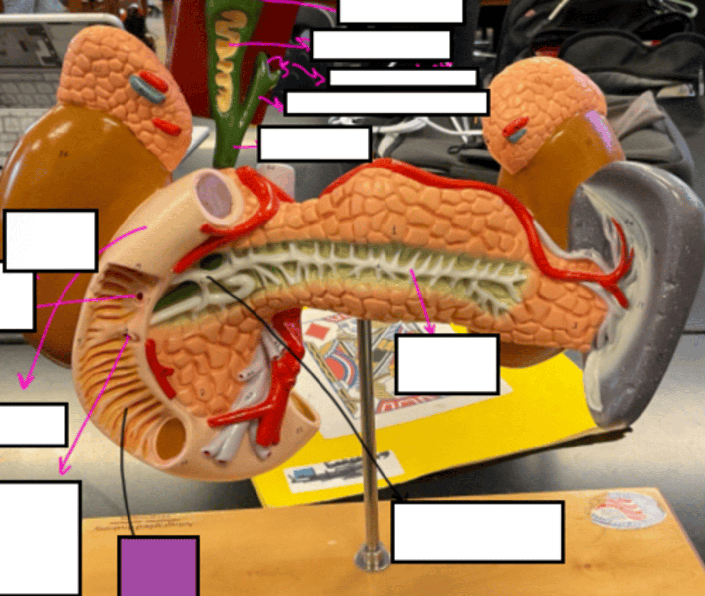 knowt flashcard image