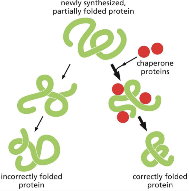 <p>assist with folding a newly synthesized polypeptide chain and act as an isolation chamber to help proteins fold; no</p>