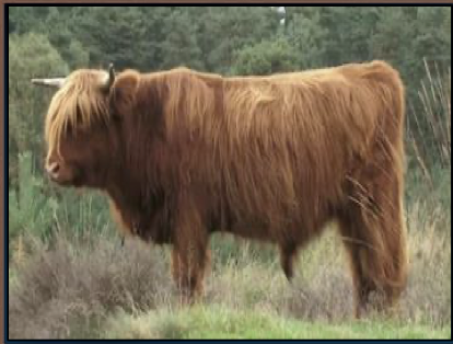 <ul><li><p>beef cattle </p></li><li><p>western scotland</p></li><li><p>smaller in size</p></li><li><p>long, coarse hair &amp; long horns </p></li><li><p>red, black, brindle </p></li></ul><p></p>