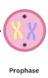 <ol><li><p>Prophase</p></li></ol><p></p>