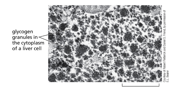 <p>liver</p><p>glycogen granules in the cytoplasm of liver cell</p>