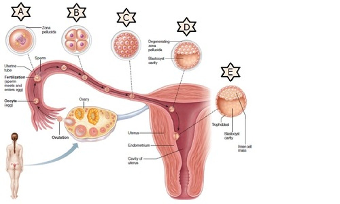 <p>zygote ---&gt; morula ---&gt; blastula ---&gt; embryo</p>