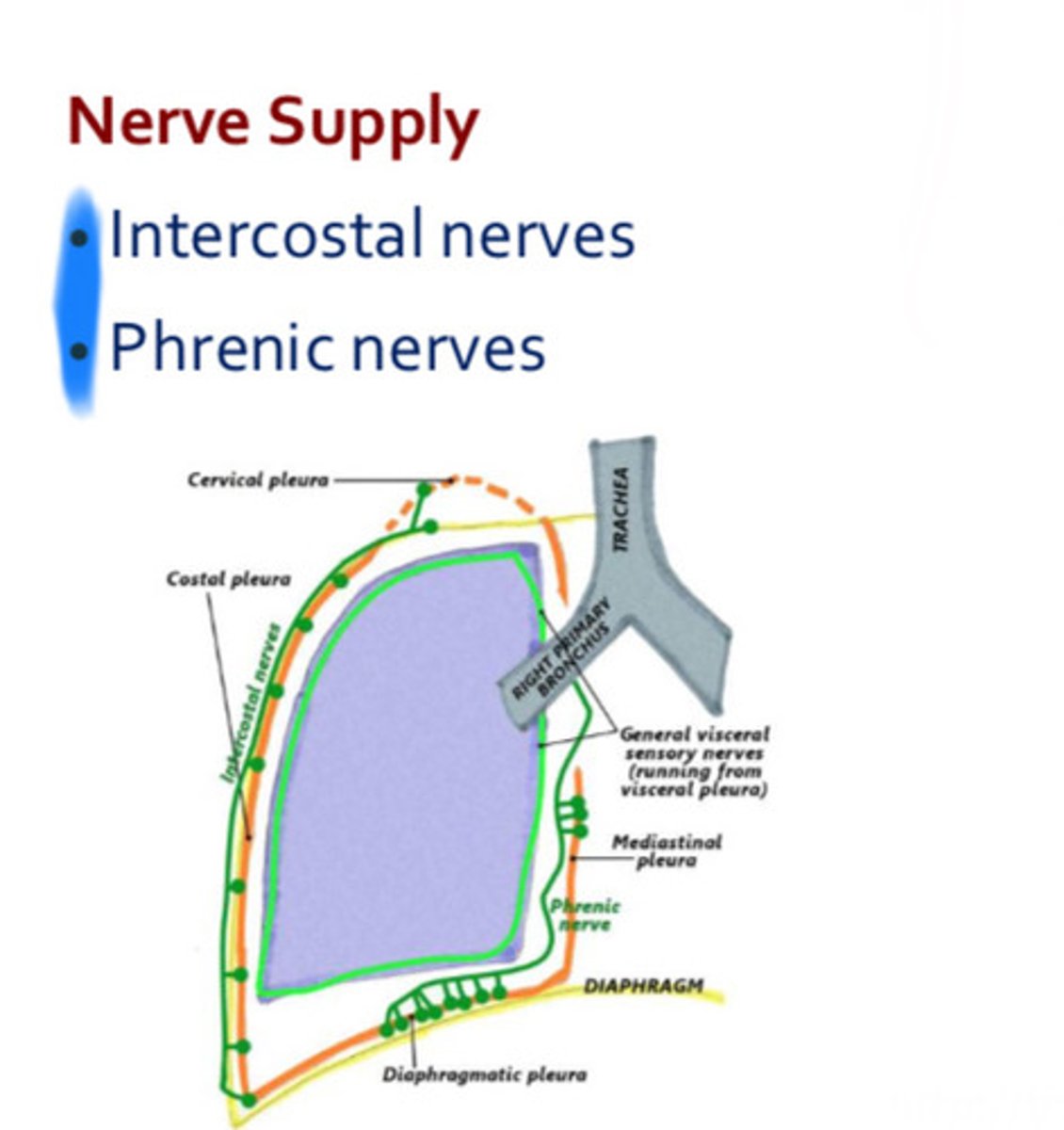 <p>- Intercostal nerves</p><p>- Phrenic nerves</p>