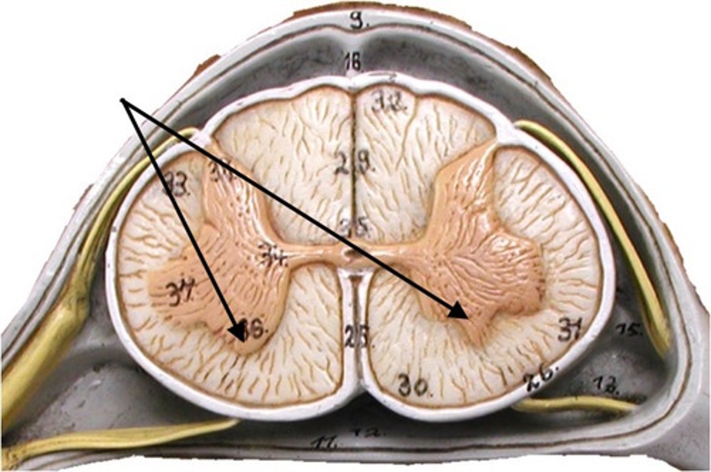 <p>Part of the spinal cord that contain cell bodies of motor neurons that carry signals to muscles/glands; gray matter</p>