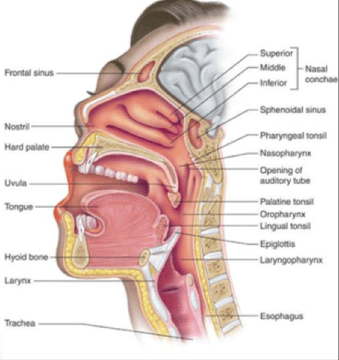 <p>Nose</p><p>Nasal cavity</p><p>Sinuses</p><p>Pharynx</p><p>Larynx</p>
