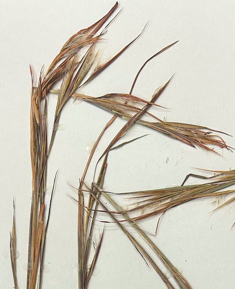 <p>Poales</p><p><span style="background-color: transparent;"><span>Poaceae</span></span></p><p><span style="background-color: transparent;"><em><span>Andropogon virginicus</span></em></span></p><p><span style="background-color: transparent;"><span>in fruit</span></span></p>