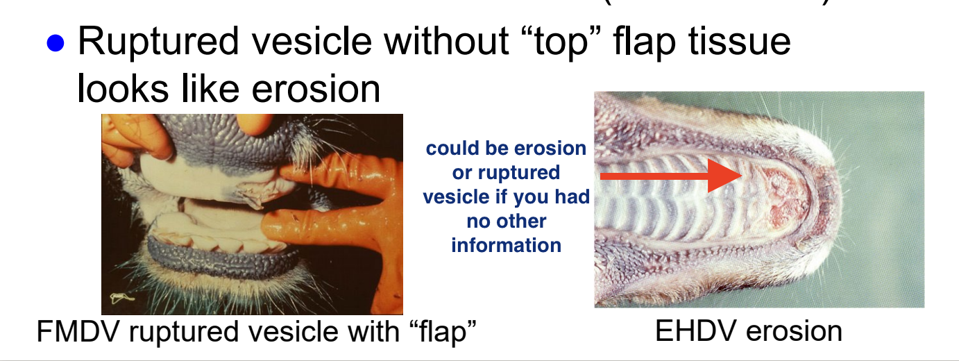 <ul><li><p>BTV and EHD cause <strong><u>erosions</u></strong> in mouth and coronary band</p></li><li><p>in ruminants, must R/O <em>foot-and-mouth disease</em> (vesicular lesions; foreign animal disease)</p><ul><li><p><strong>ruptured vesicle without “top” flap of tissue looks like erosion</strong></p></li></ul></li></ul><p></p>