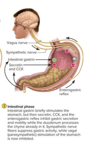 <p>Intestinal phase</p>