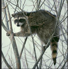 <p>What family is this species from</p>