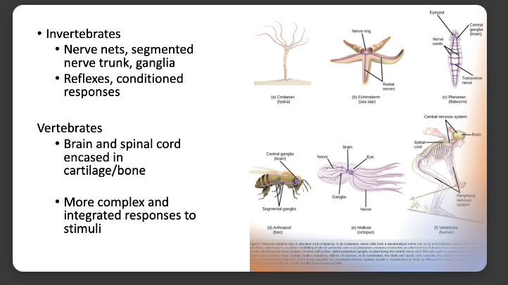 <p>nervous system info card flip for more </p>