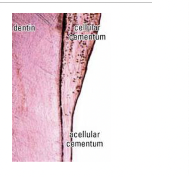 <p><span style="font-size: calc(var(--scale-factor)*21.96px);">• it is in the apical third of the root, overlying</span><br><span style="font-size: calc(var(--scale-factor)*21.96px);">acellular cementum.</span><br><span style="font-size: calc(var(--scale-factor)*21.96px);">• Its cells are cementoblasts and cementocytes</span></p>