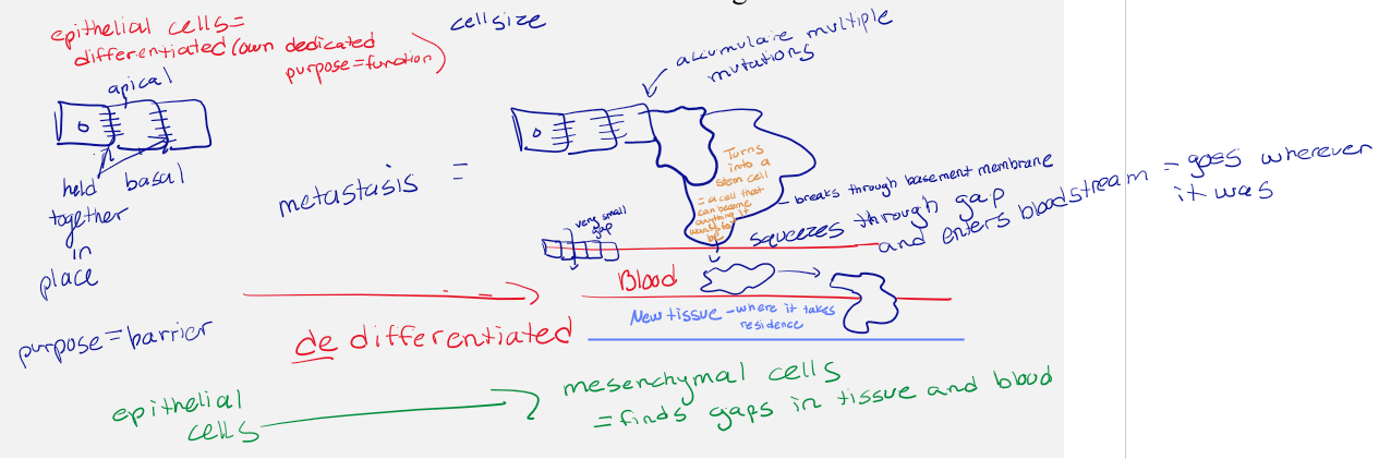 <p>Mesenchymal cells, which find gaps in tissue and blood.</p>