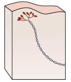 <p>superficial nonencapsulated mechanoreceptors </p>