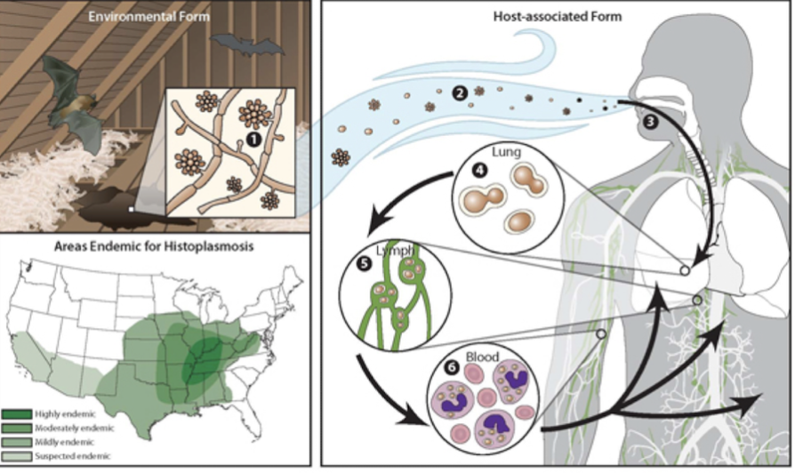 <p>Which fungus is transmitted by <strong>inhalation </strong>of <strong>soil contaminated with bird/bat droppings</strong> prevalent in <strong>Ohio and Mississippi River Valleys </strong>and causes <strong>histoplasmosis</strong> with flu-like symptoms?</p>