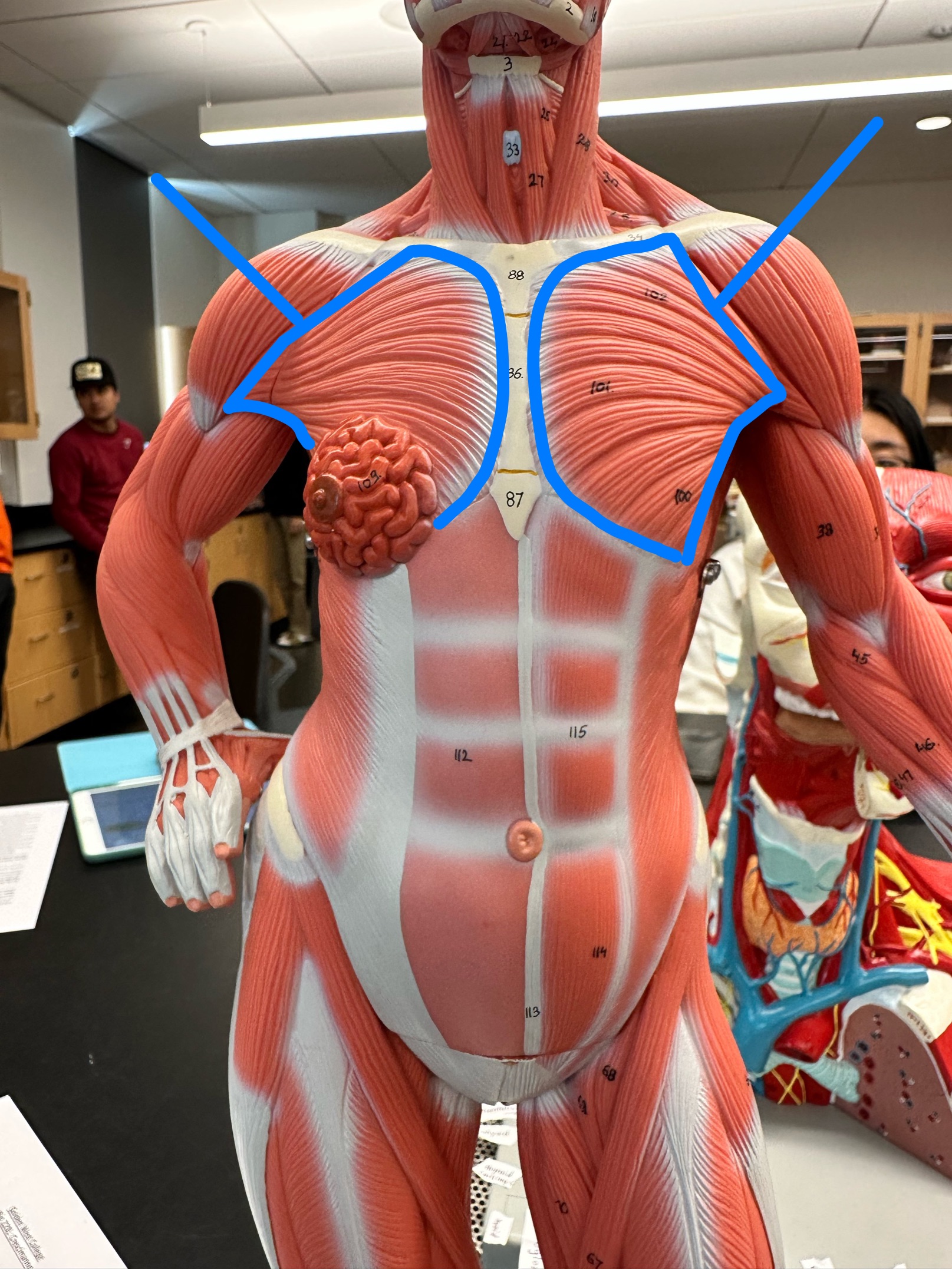 <p>ID muscle </p>