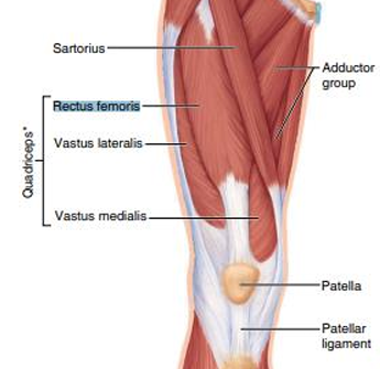 <p>extends thigh and extends lower leg</p>